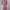 Muslim Baju Muslim Wanita Pink