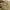 Carhartt Vintage Streetwear Dungaree Pria tan brown photo 7