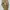 Carhartt Vintage Streetwear Dungaree Pria tan brown photo 2
