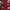 WINDBREAKER NBA RED photo 3