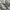 SALOMON S-LAB XT6 Metallic Silver