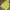 Nike Sportswear Hoody Pria yellow photo 6
