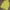 Nike Sportswear Hoody Pria yellow photo 5