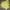Nike Sportswear Hoody Pria yellow photo 1