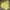 Nike Sportswear Hoody Pria Yellow