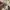 Adidas Streetwear Casual Polo shirt Pria cream photo 3