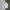 Adidas Streetwear Casual Polo shirt Pria cream photo 1