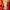 Poloshirt Nepa photo 4