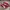 Puma Casual Sneakers Pria Red Black