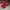 Puma Casual Sneakers Pria red black photo 3