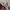 Vans knu skool pink  photo 6