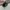 Vans Sk8 Low Skate Pro Marshmallow photo 1