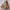 EDWIN Vintage Casual Harrington jacket Pria tan photo 1