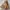 EDWIN Vintage Casual Harrington Jacket Pria Tan