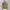 polo shirt by tommy hilfiger tipped - green photo 5