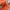 Carhartt Streetwear Skater Hoody Pria orange photo 6