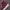 Converse Emo Indie Sneakers Pria white red photo 4