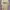 O'Neill Vintage Y2K T-shirt Pria cream photo 1