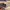 O'Neill Vintage Y2K T-shirt Pria cream photo 4