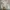 Jorts Pants Dickies Gray photo 1