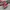 Vans Authentic OG 44 DX Anaheim Red Chillie