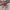 Vans Authentic OG 44 DX Anaheim Red Chillie photo 4