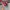Vans Authentic OG 44 DX Anaheim Red Chillie photo 2