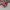 Vans Authentic OG 44 DX Anaheim Red Chillie photo 3