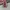 Vans Authentic OG 44 DX Anaheim Red Chillie photo 5