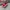 Vans Authentic OG 44 DX Anaheim Red Chillie photo 1