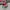Vans Authentic Classic OG Red Chillie photo 1