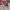 Vans Authentic Classic OG Red Chillie photo 2