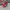 Vans Authentic Classic OG Red Chillie photo 3