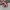 Vans Authentic OG 44 DX Anaheim Red Chillie photo 1