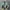 Adidas Seeulater Green Authentic photo 6