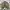 Biker Casual Bomber jacket Pria green photo 1
