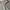 longpants dickies photo 3