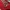 Manchester United Home 97/98 All Original  photo 4