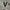 Vans authentic black white photo 2