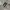 Vans authentic black white photo 1