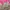one set kebaya pink kutu baru | rok lilit batik songket photo 2