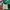 Shortpan Ami Warna Hijau photo 6