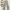 YEONA Coquette Minimalist Culotte Wanita multicolor cream photo 1