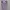 Avant Garde Hoody Pria purple photo 3