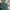 Adidas Sportswear Windbreaker Pria green gray photo 4