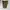Utility Shortpant Cargo Clmb*a (Sp25o) photo 3