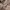 Dickies Carpenter Duck Canvas Pants Rinsed Brown photo 6