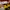 Nike Dunk Low Retro Black/Golden Rod-White photo 8