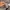 HOODIE CARHARTT YOUTH CAMO photo 6