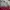 Slingbag Cath Kidston polka photo 7